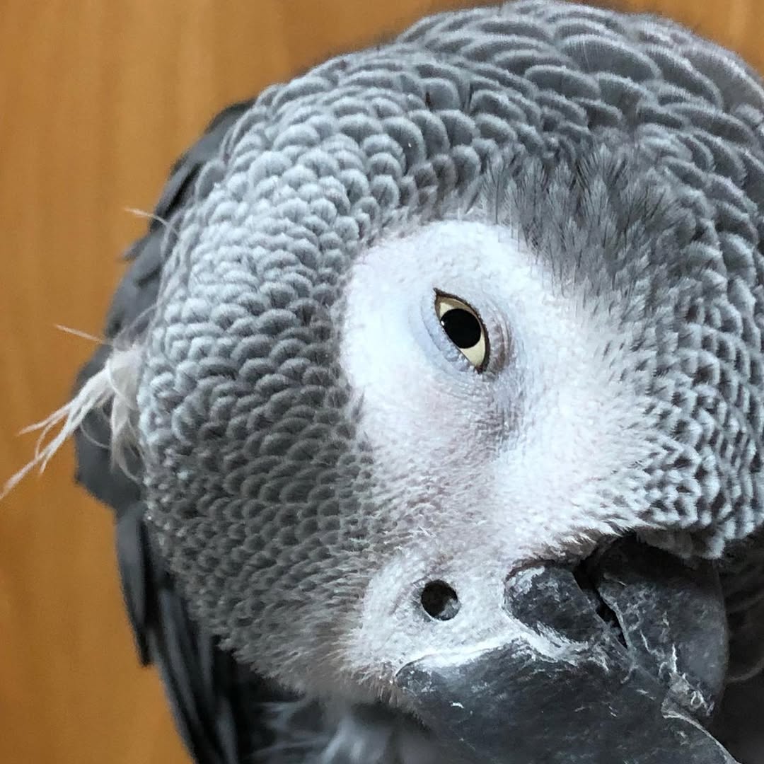 140315134_418644306128865_1698493868778608115_n