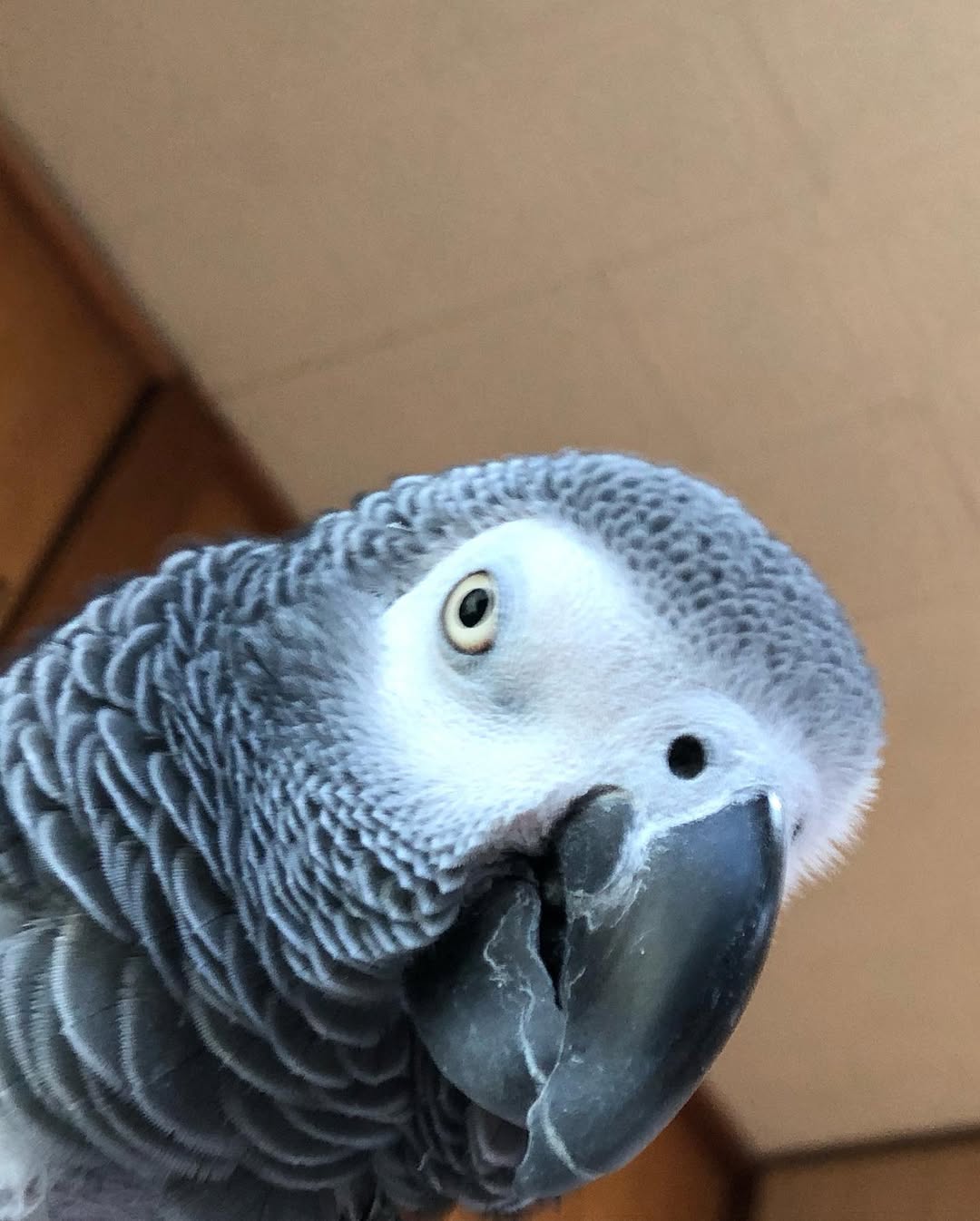 265347555_483325173115837_7746757172691624925_n