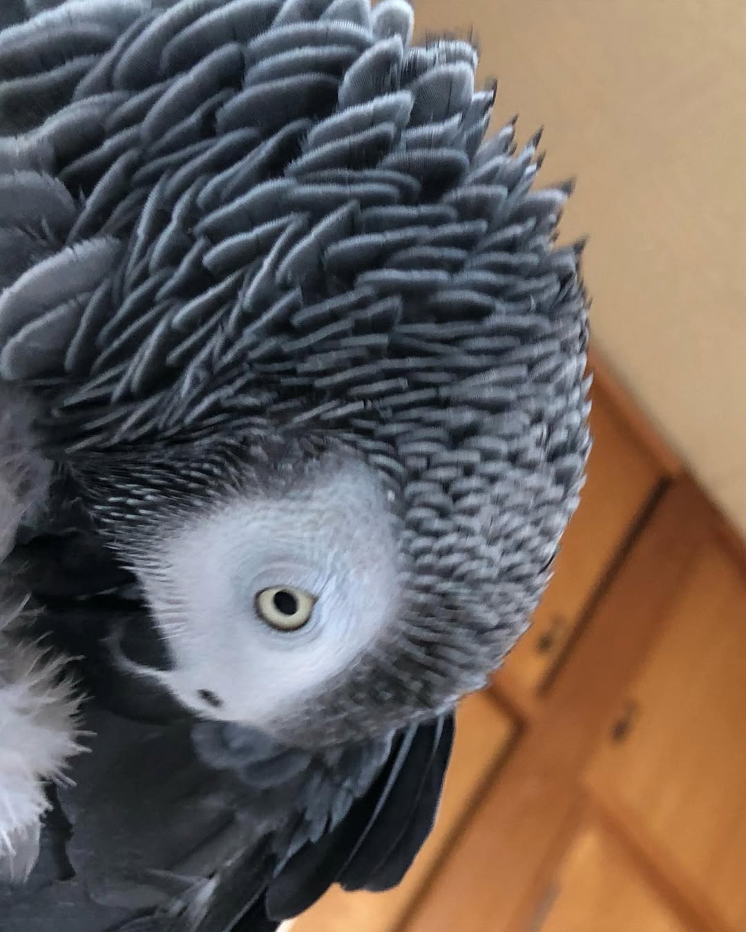 265653081_135576045521733_8819573827042018777_n