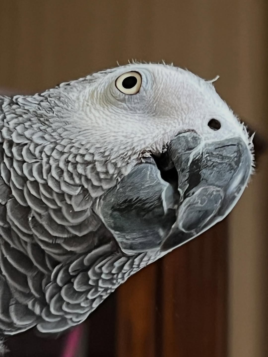 524618918_18272456863263615_7479341153611312386_n