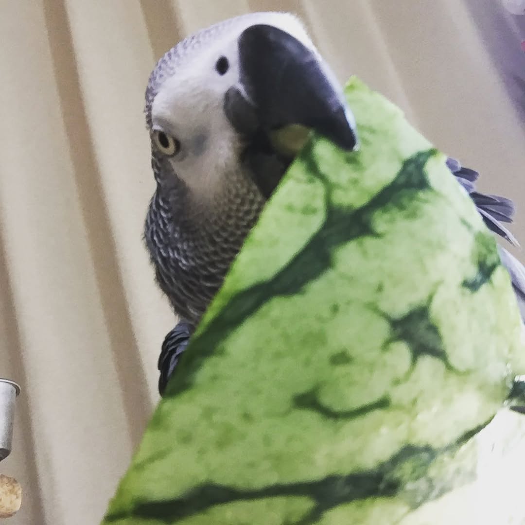 66293223_2370164393072347_3655291961876303668_n